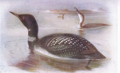 Great Northern Diver by Archibald Thorburn